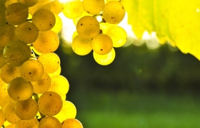 uvas verdes